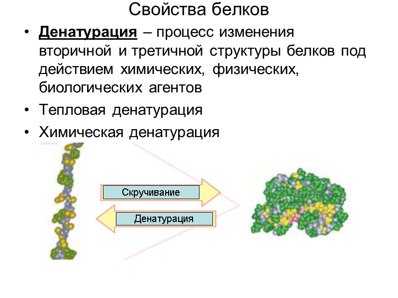 Свойства белков Денатурация – процесс изменения вторичной и третичной структуры белков под действием химических,